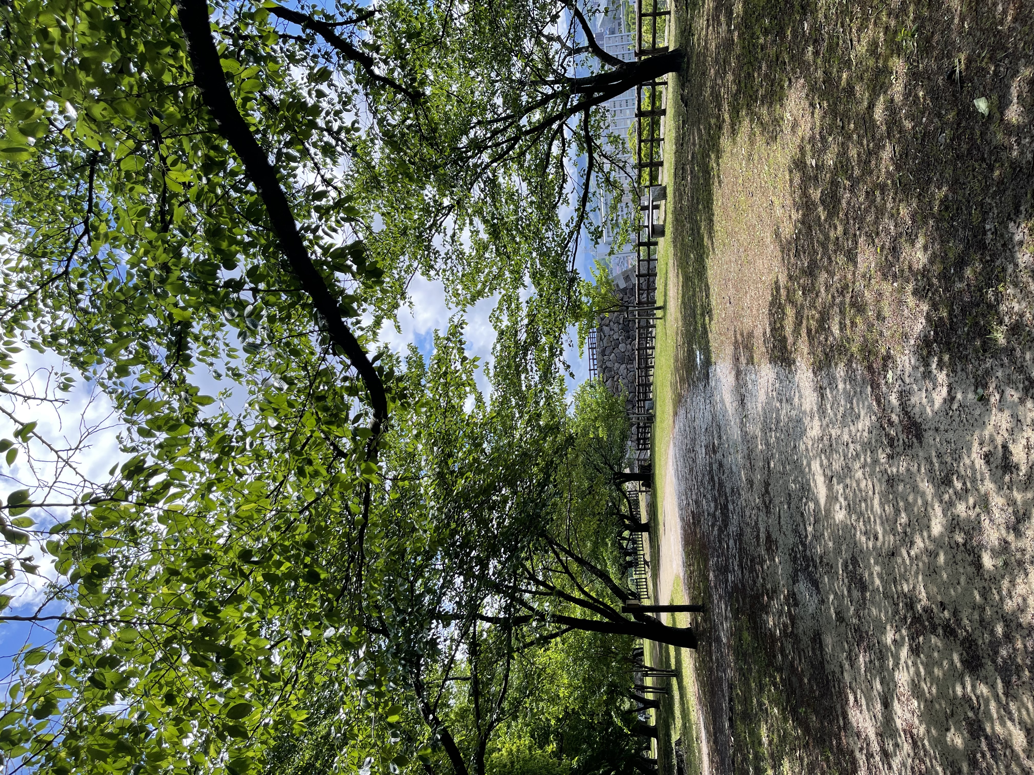 木漏れ日の散歩道