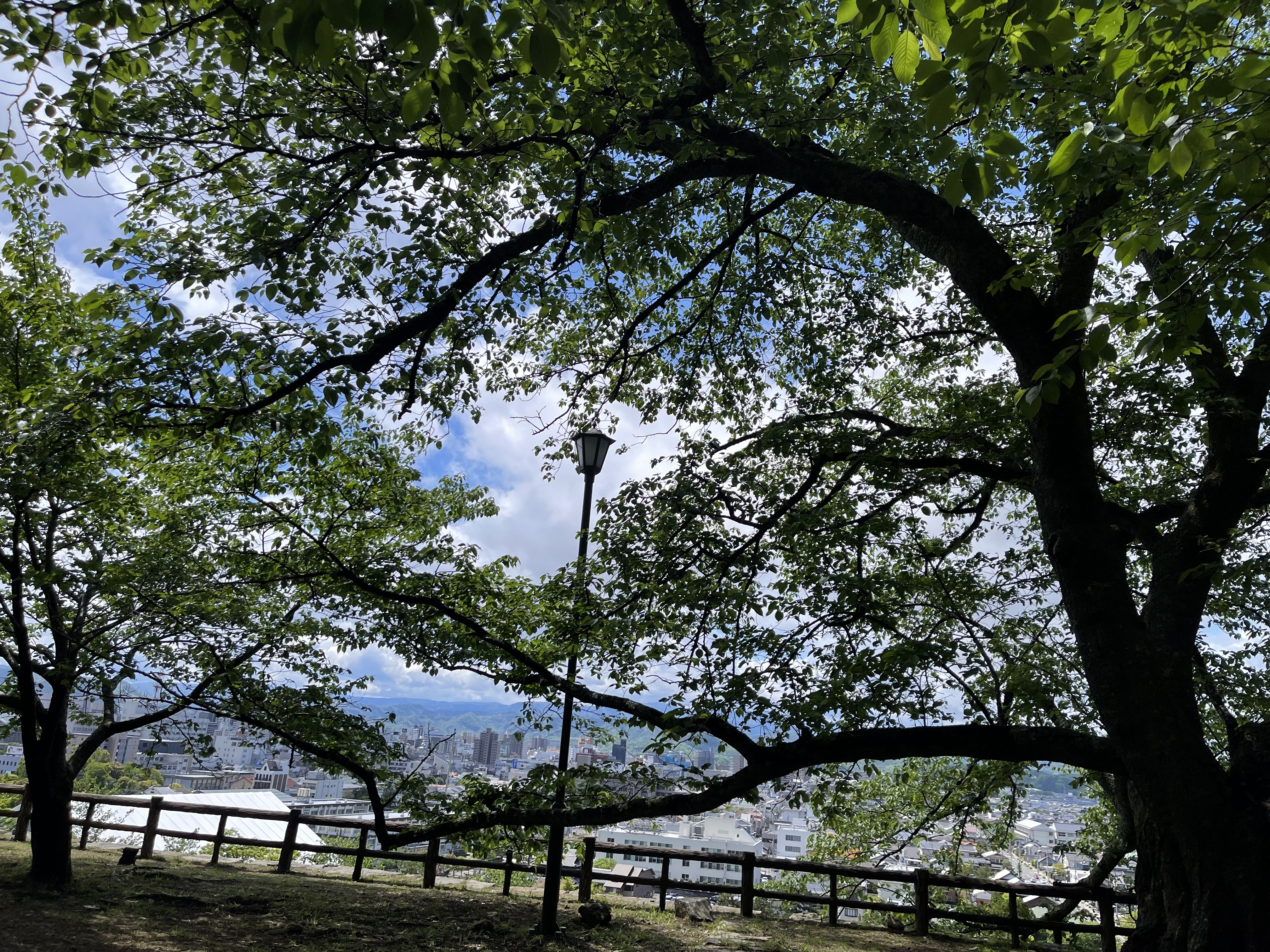 木々越しの市内眺望
