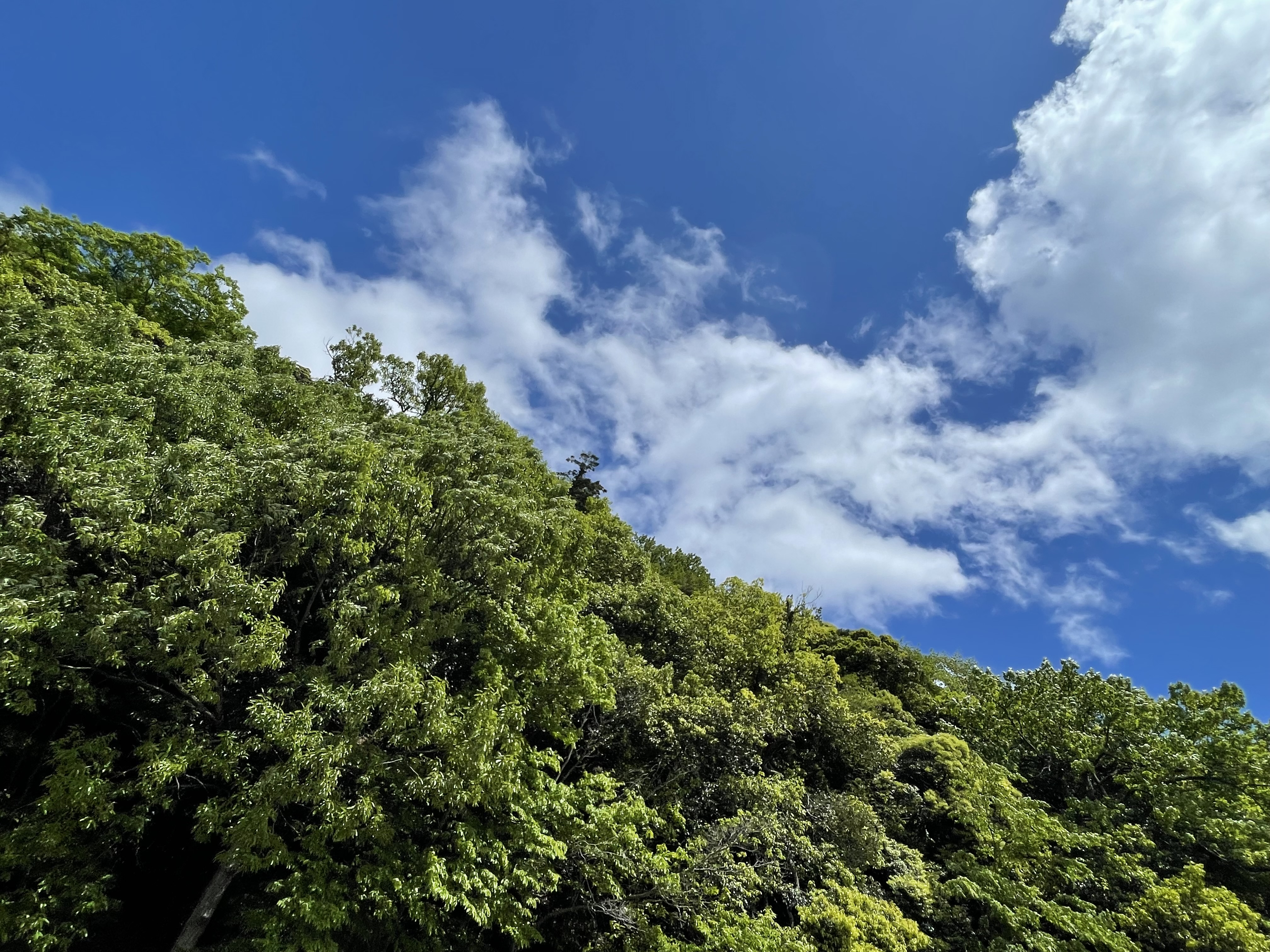 青空と新緑